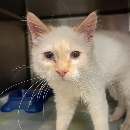 Mozzarella Stick, adopted, Young Male Domestic Short Hair.