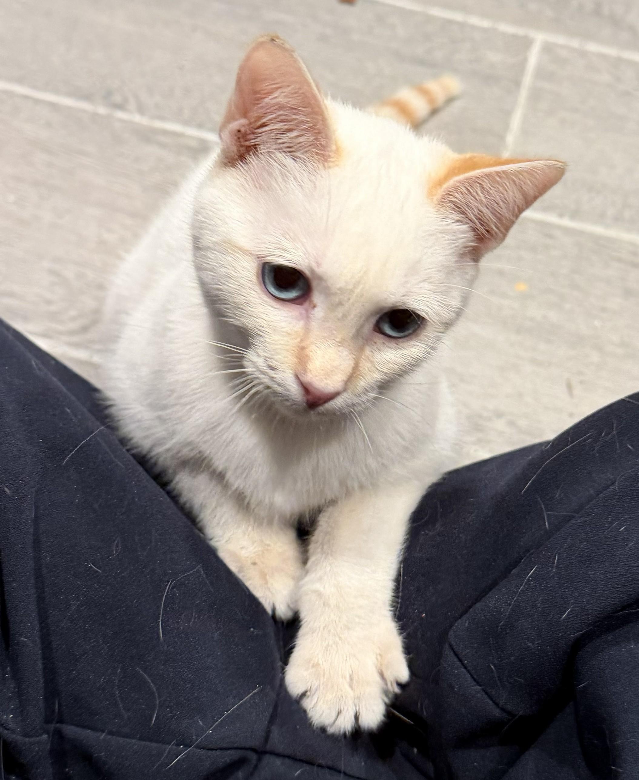 Bean, an adopted Siamese in Whittier, CA image 6/6