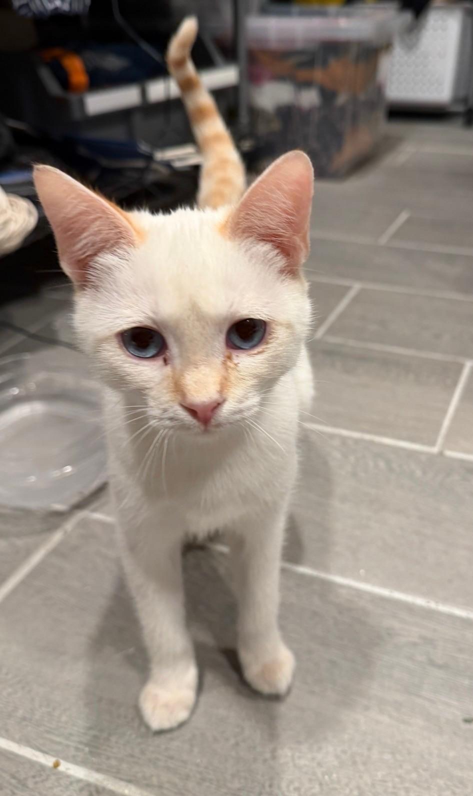 Bean, an adopted Siamese in Whittier, CA image 3/6