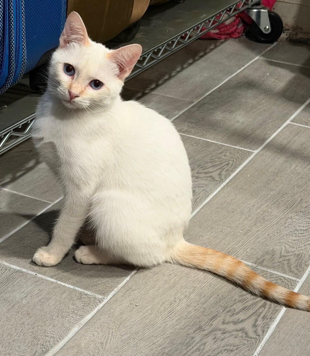 Bean, an adopted Siamese in Whittier, CA image 4/6