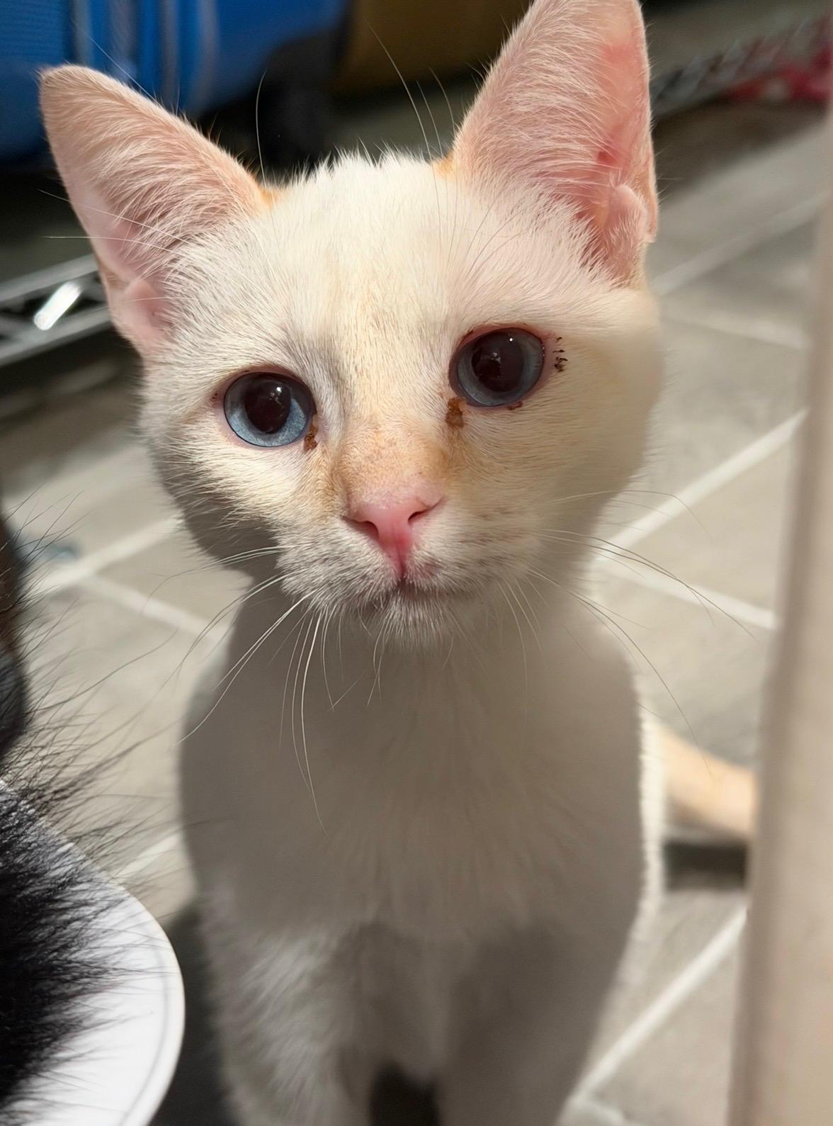 Bean, adopted, Young Female Siamese.