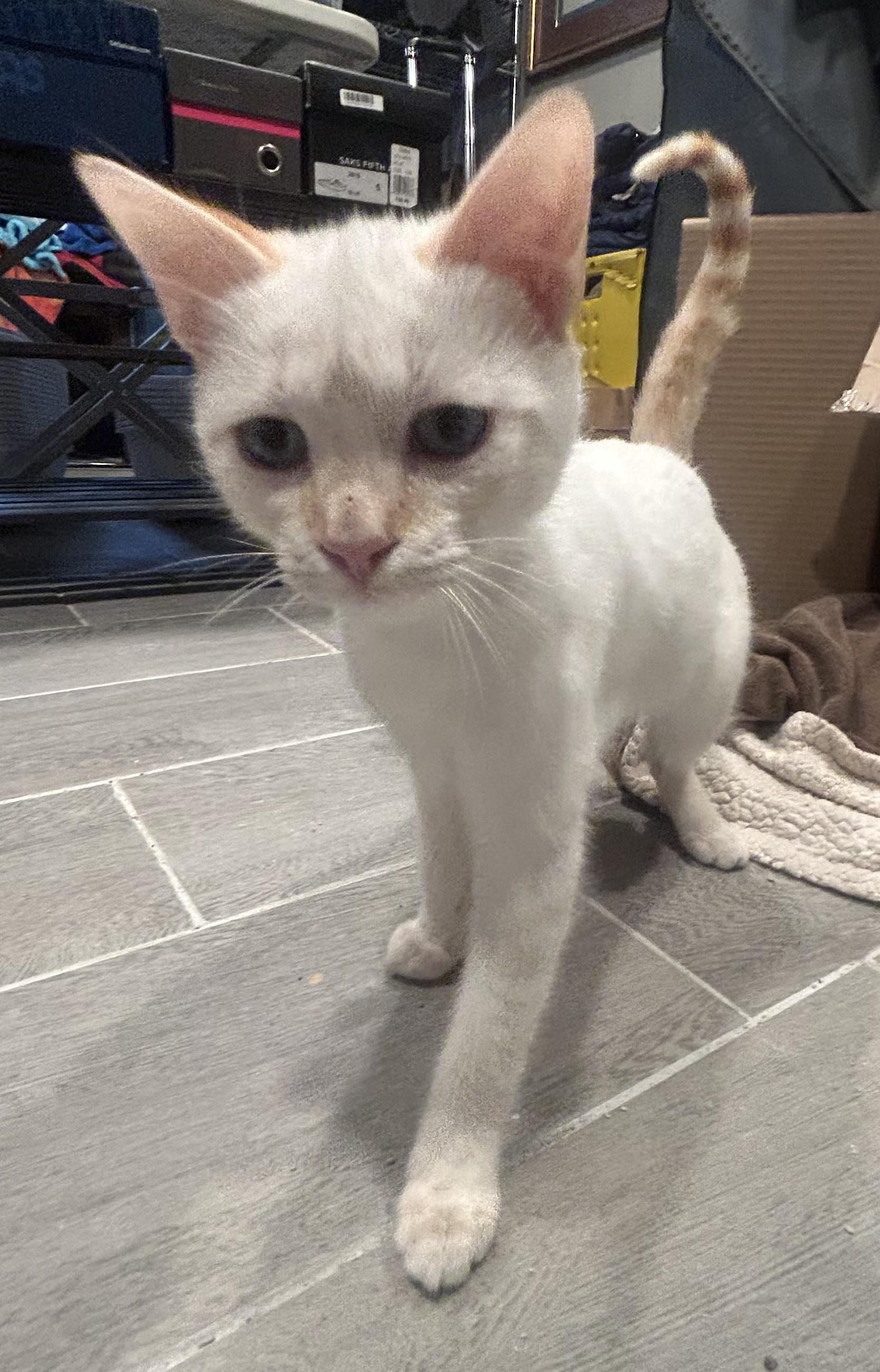 Bean, an adopted Siamese in Whittier, CA image 2/6