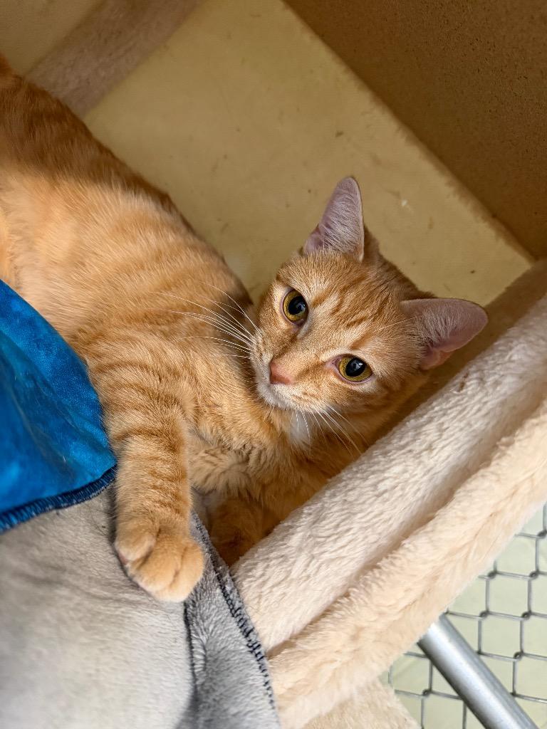 Bonita, Adoptable, Young Female Domestic Short Hair.