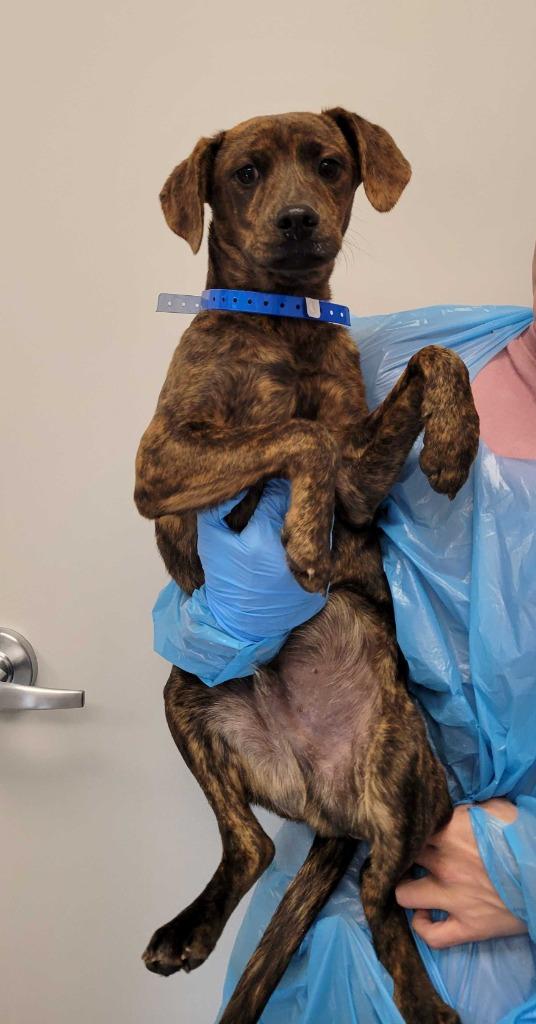 Prince Charming, Adoptable, Puppy Male Pit Bull Terrier & Dachshund.