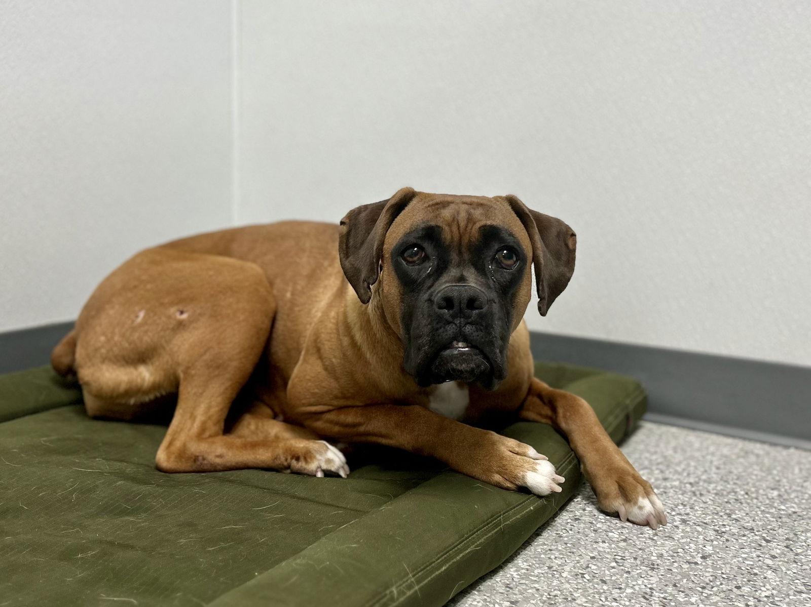 Lorelai, a Adoptable Boxer in New Albany, OH image 1/3