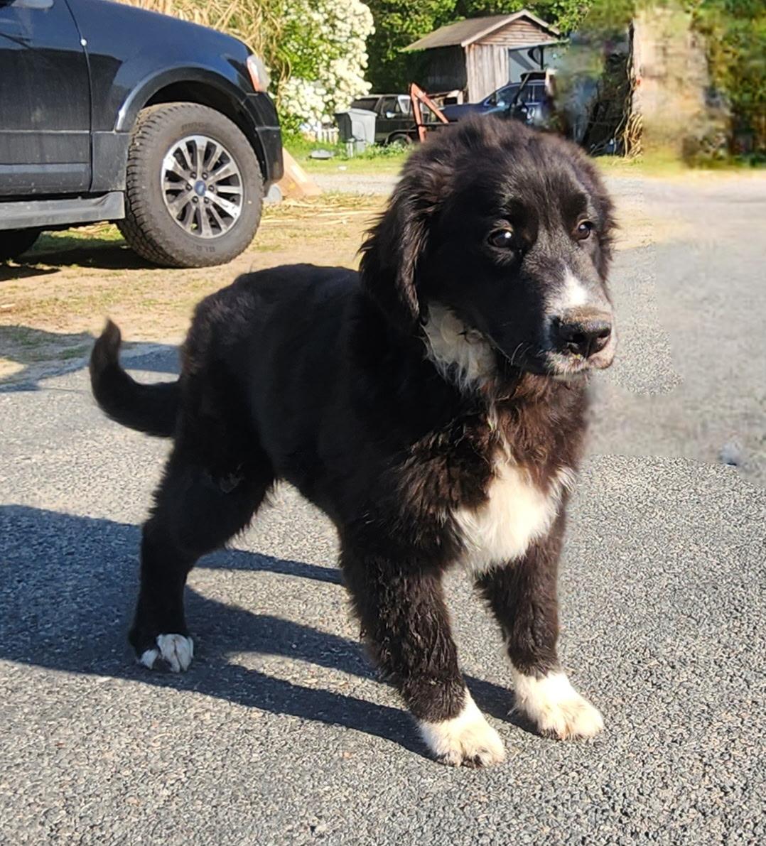 Enlarge Sox, an adopted mixed breed in Manhasset, NY image 2/3