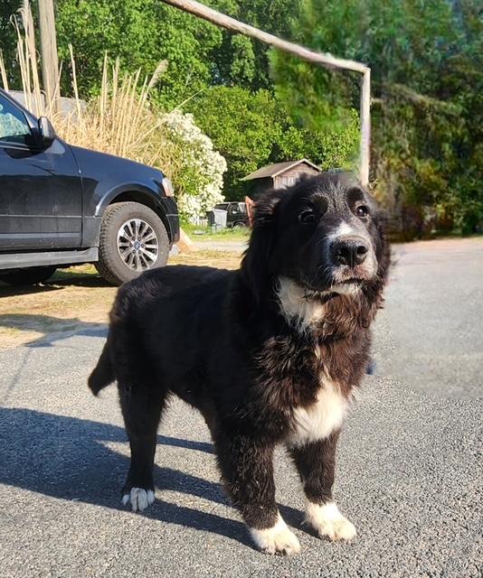 Sox, adopted, Puppy Male Great Pyrenees & Newfoundland Dog.