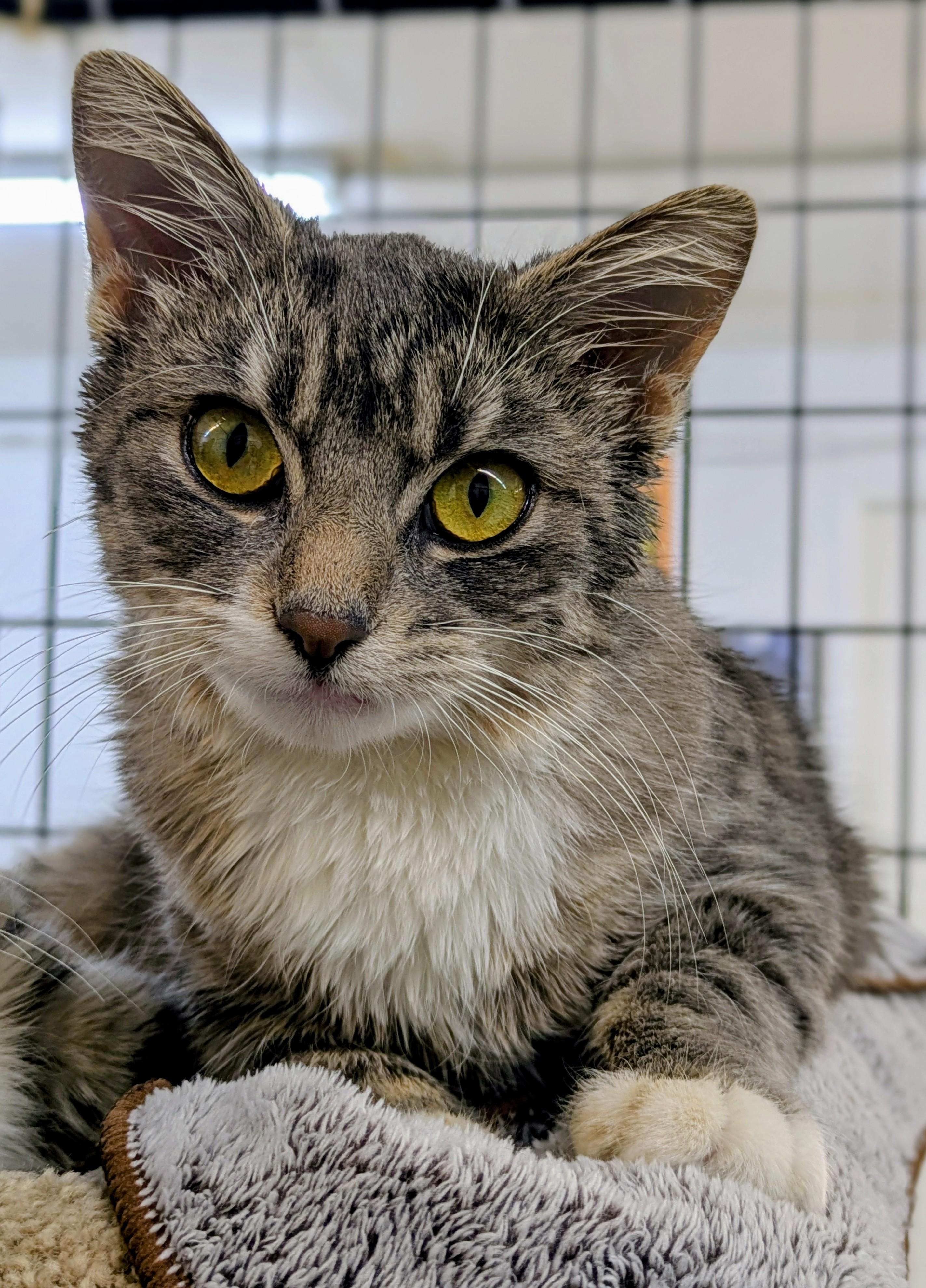 Enlarge Connie, an adoptable mixed breed in Bonnyville, AB image 3/3