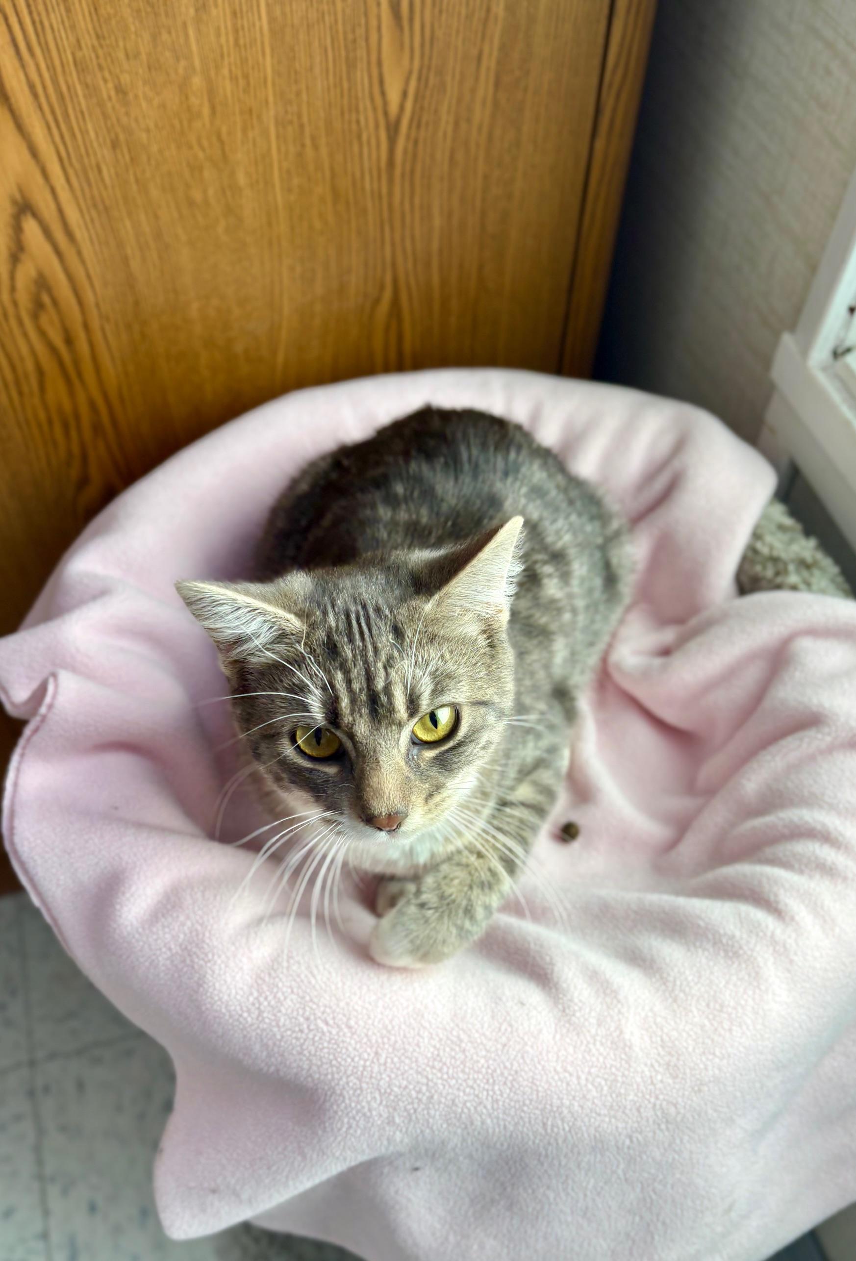 Connie, a ADOPTABLE mixed breed in Bonnyville, AB image 2/2