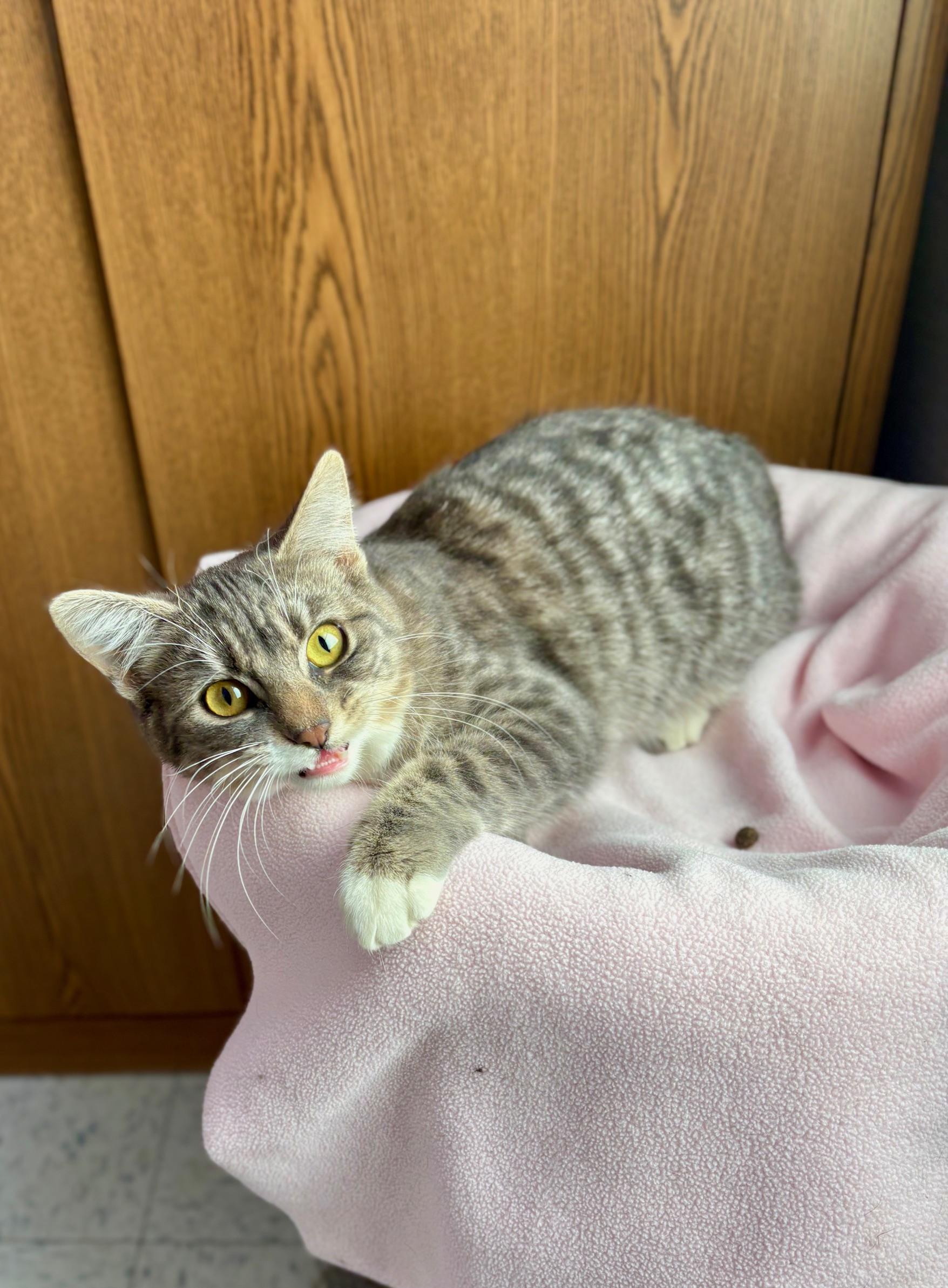 Connie, ADOPTABLE, Young Female Domestic Short Hair.