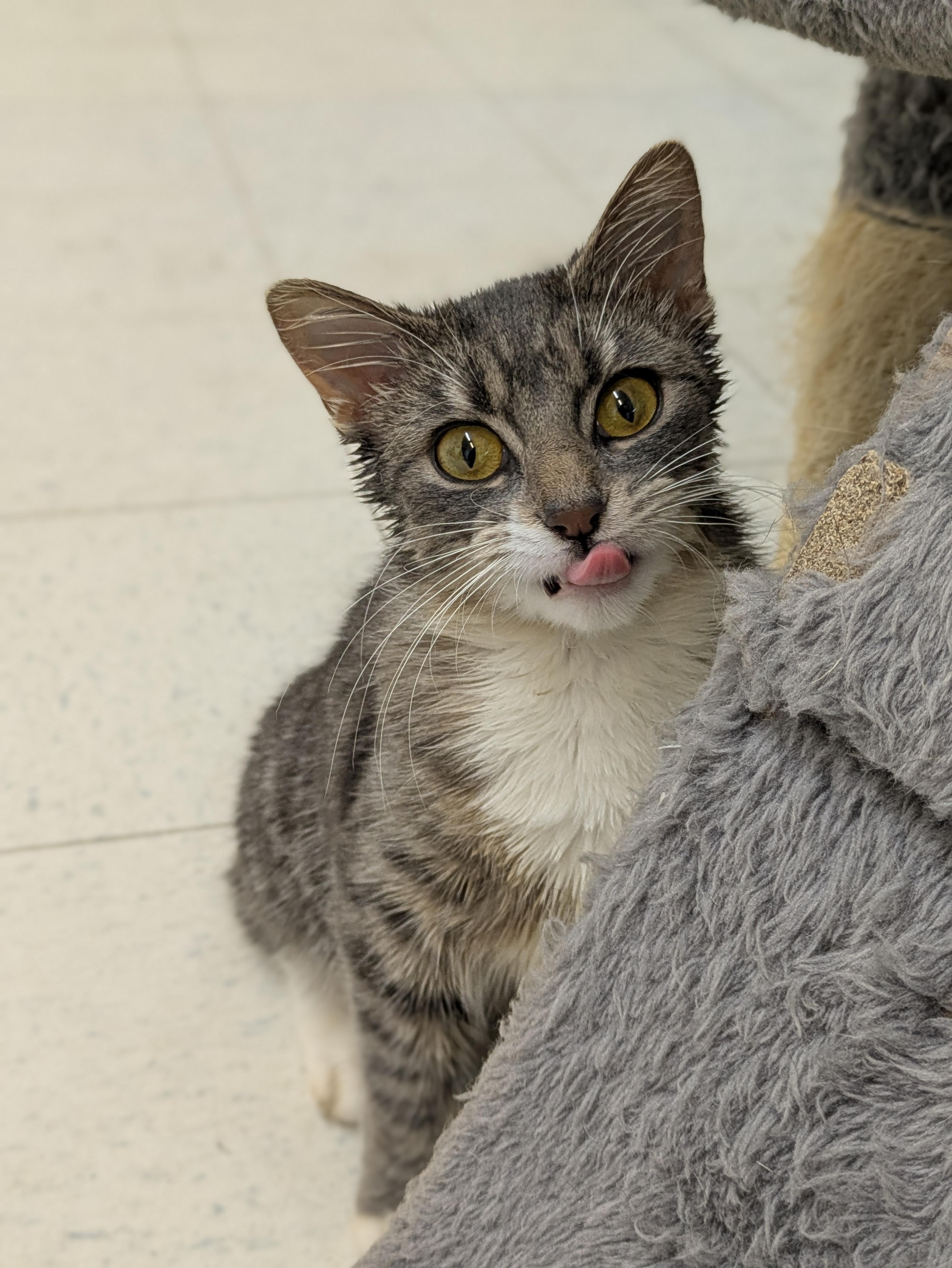 Connie, adoptable, Young Female Domestic Short Hair.