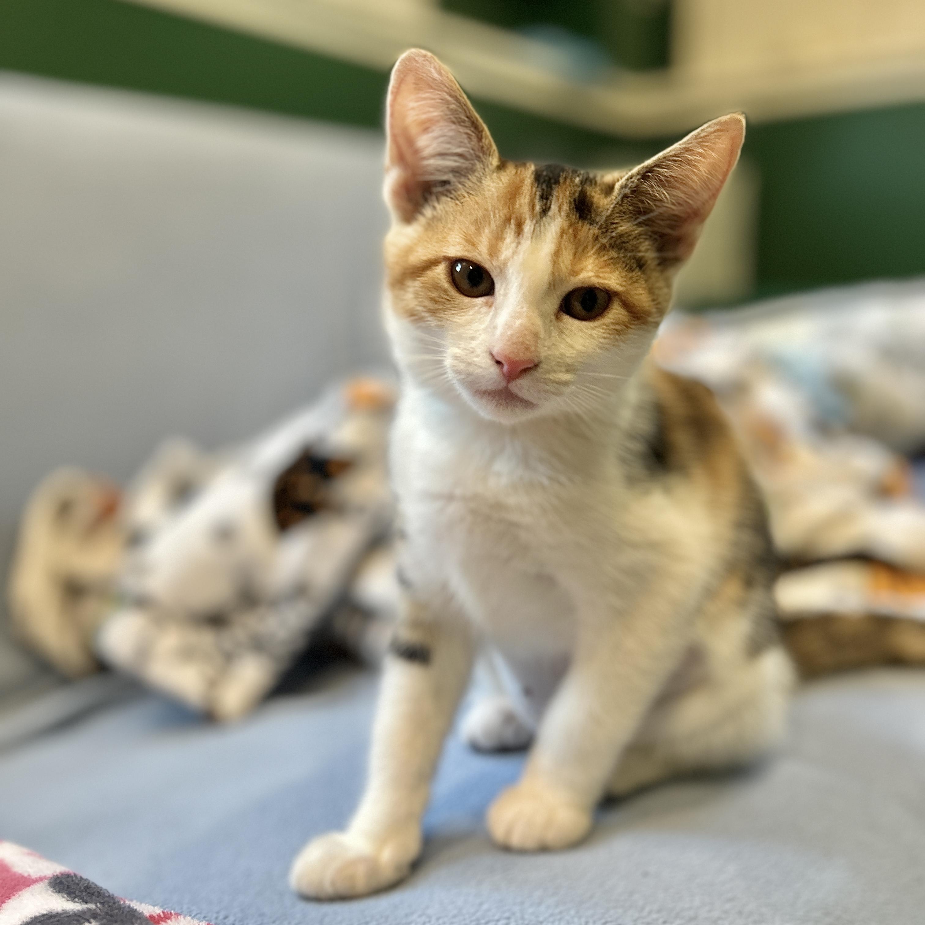 Aurora, an adopted Domestic Short Hair in Topsham, ME image 2/3