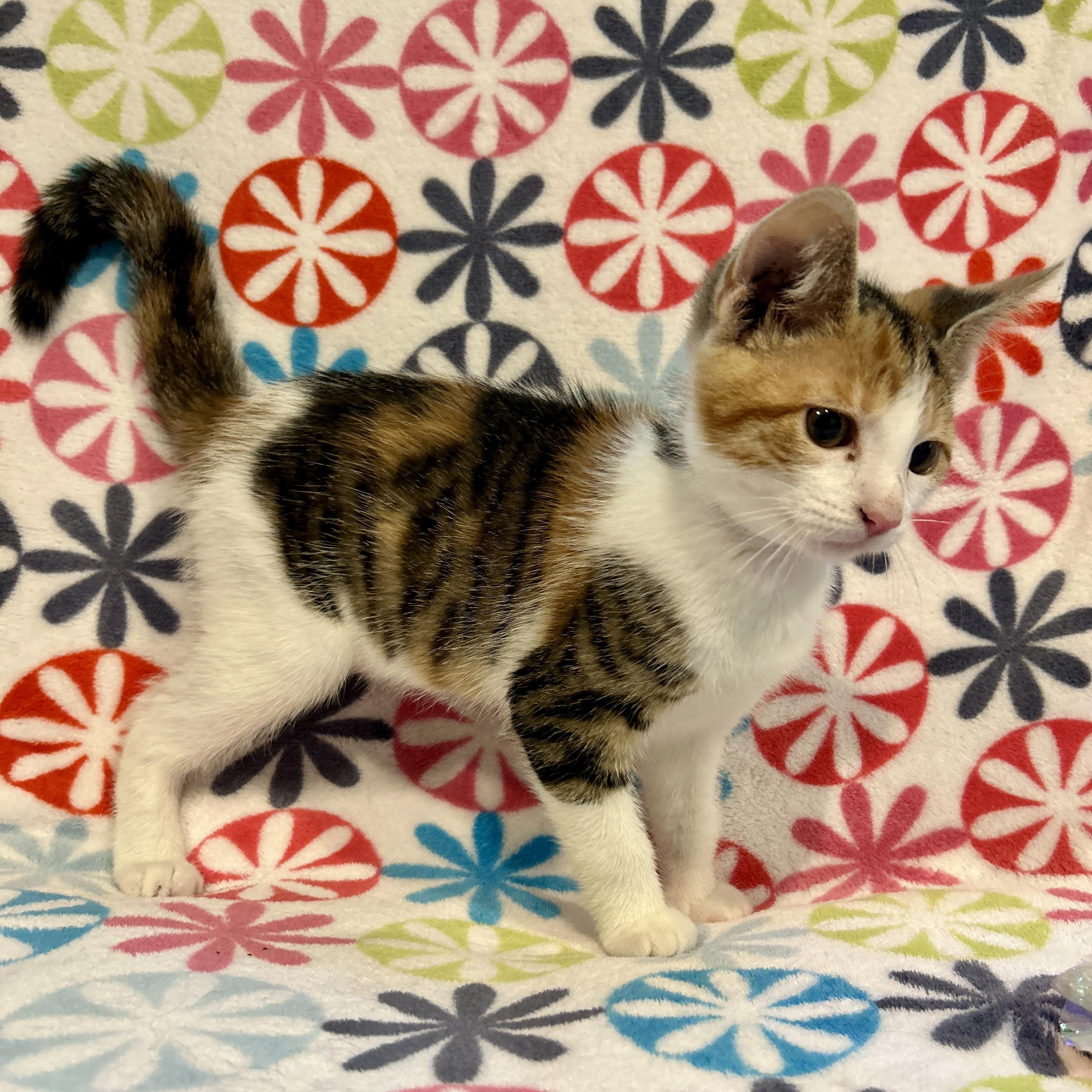 Aurora, an adopted Domestic Short Hair in Topsham, ME image 3/3