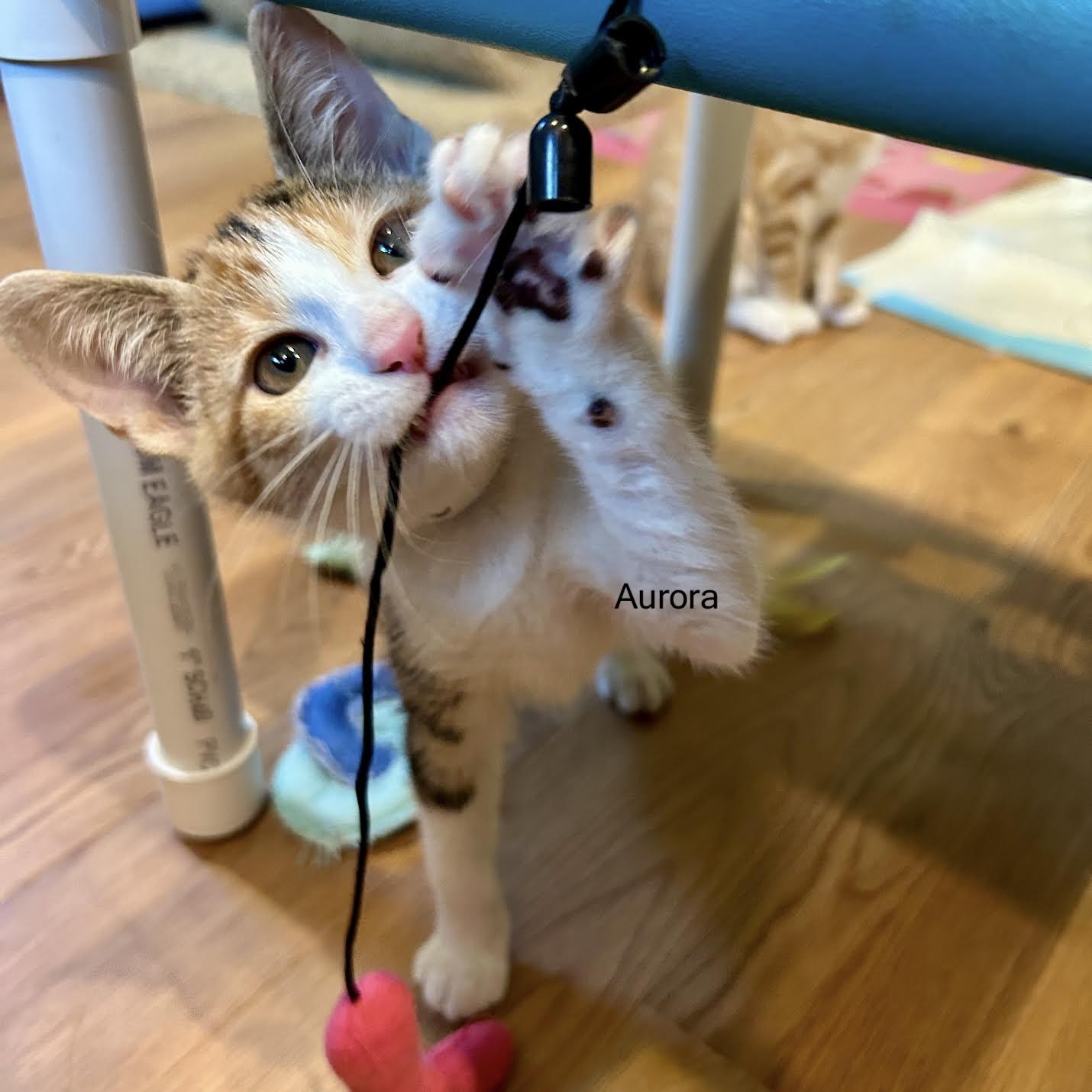 Aurora, an adopted Domestic Short Hair in Topsham, ME image 1/3