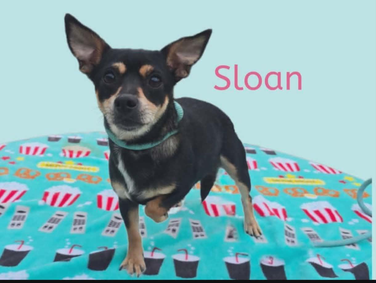 Enlarge Sloan, a ADOPTABLE mixed breed in Joliet, IL image 1/1
