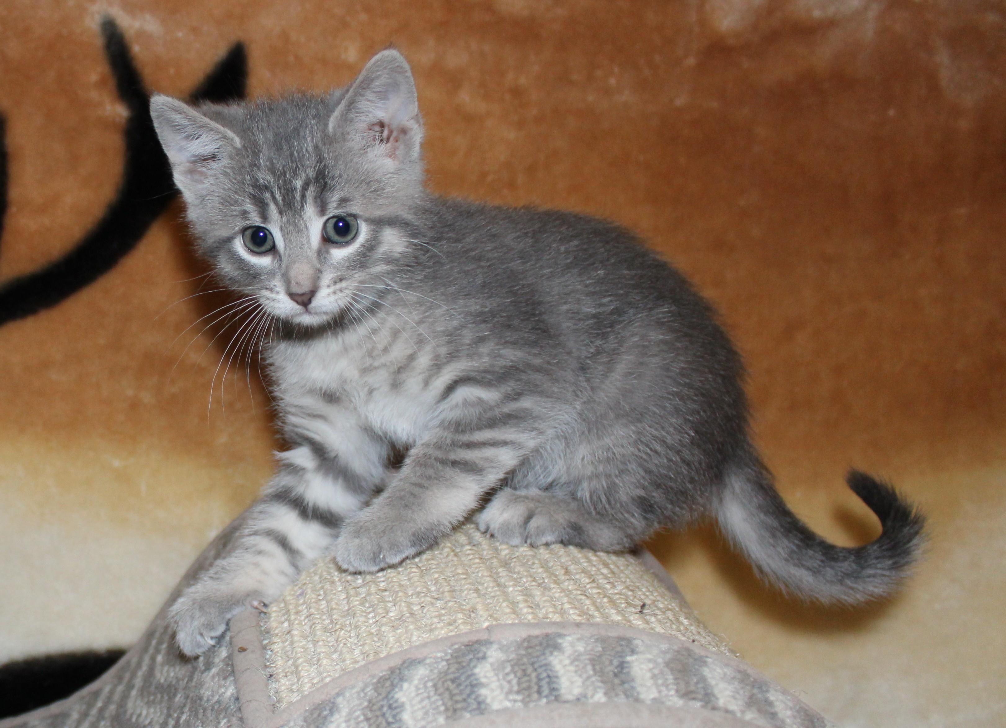 Dex, Baby Male unknown