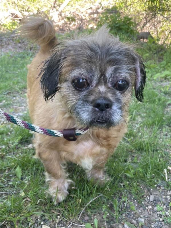 Enlarge Milo, a Adoptable mixed breed in Oakland, NJ image 2/2