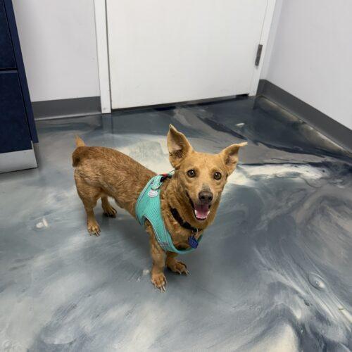 Rylo, a Adoptable mixed breed in Plantation, FL image 2/5