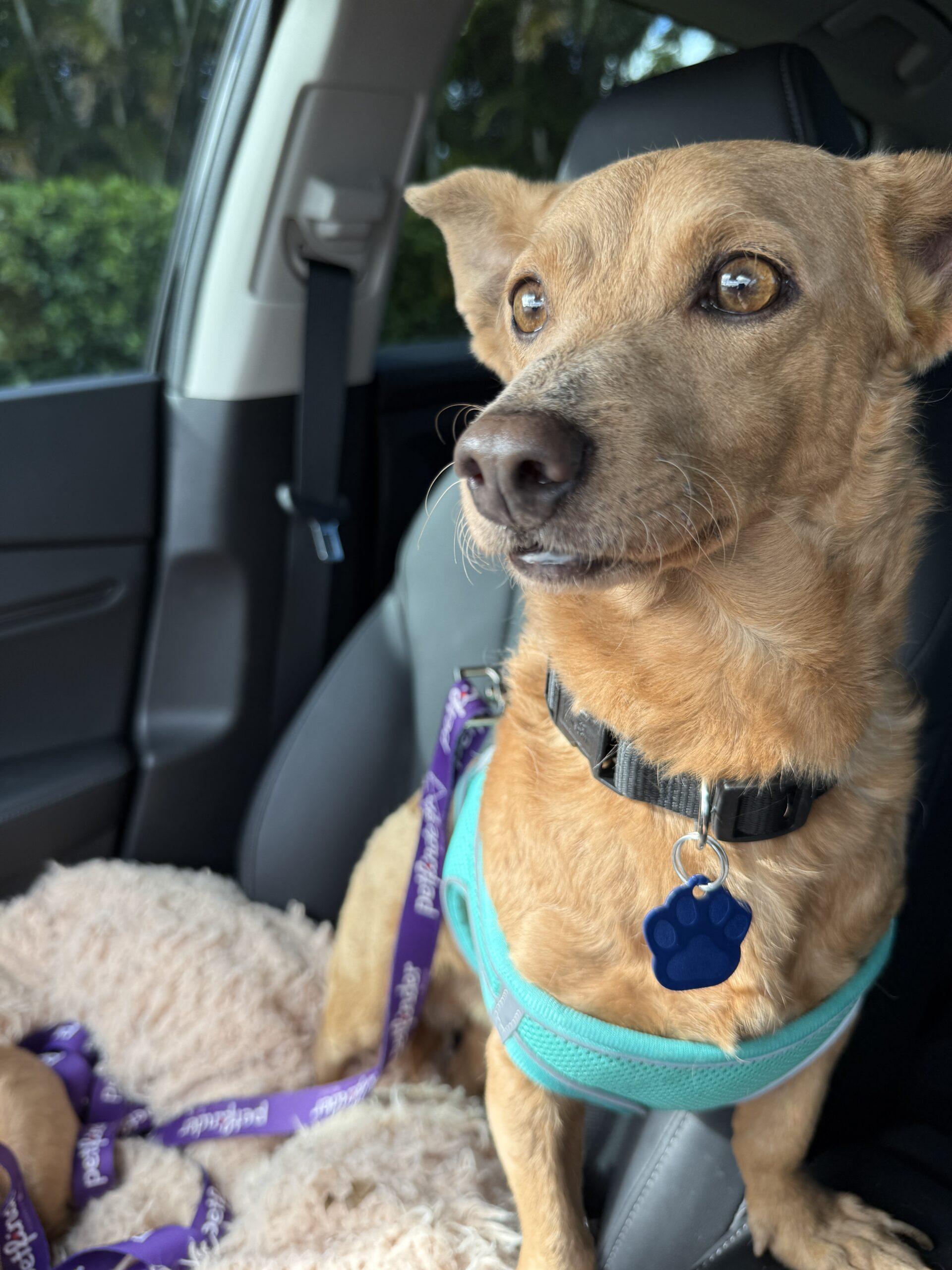 Enlarge Rylo, a Adoptable mixed breed in Plantation, FL image 3/5