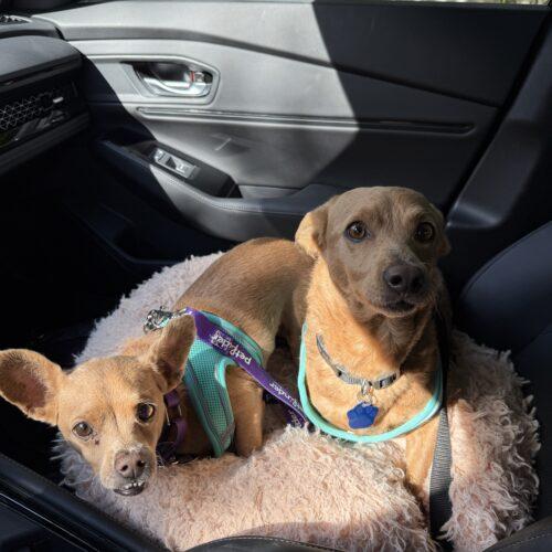 Rylo, a Adoptable mixed breed in Plantation, FL image 3/5