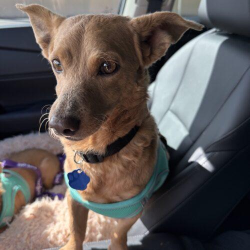 Rylo, a Adoptable mixed breed in Plantation, FL image 4/5