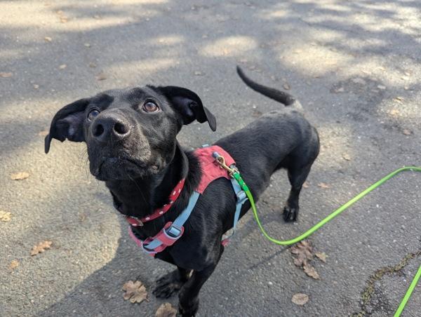 Enlarge Noodle, a Adoptable mixed breed in Santa Rosa, CA image 1/4