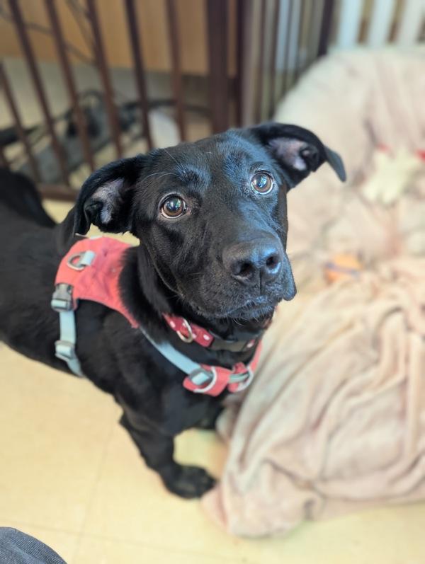 Enlarge Noodle, a Adoptable mixed breed in Santa Rosa, CA image 3/4