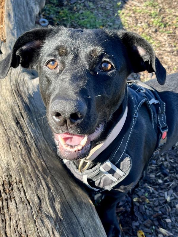 Enlarge Noodle, a Adoptable mixed breed in Santa Rosa, CA image 6/6