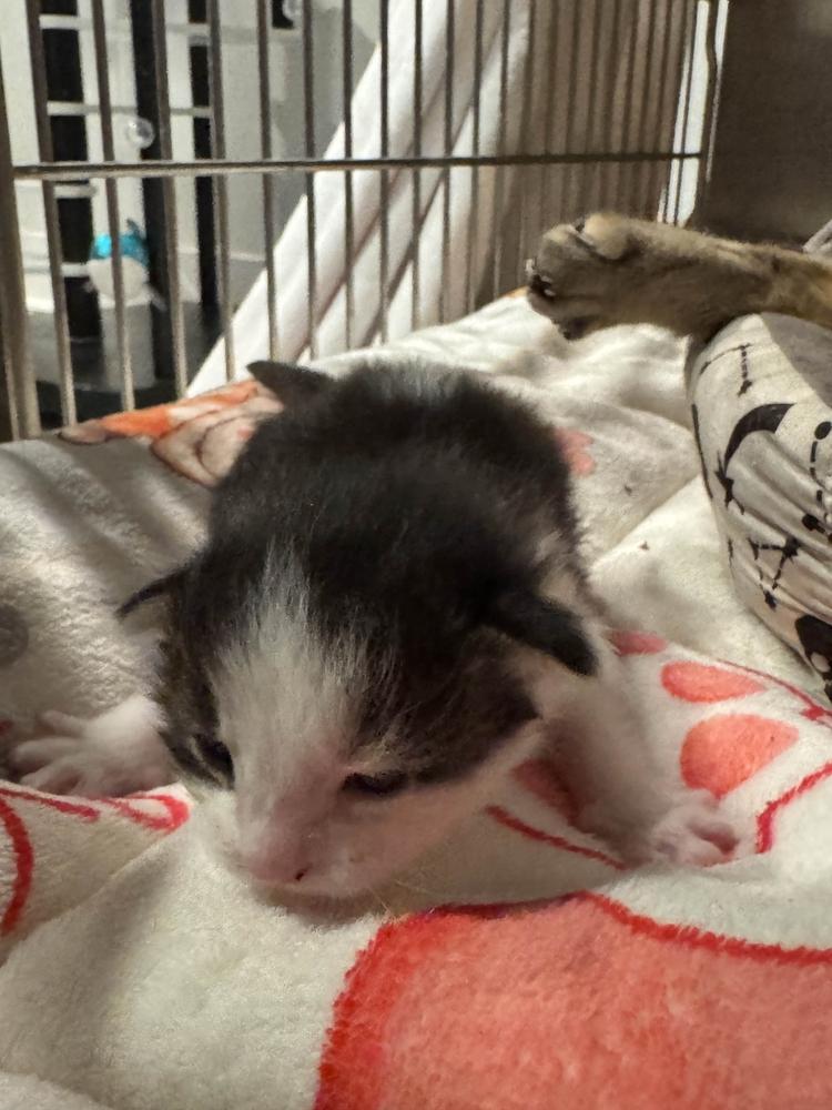 Jimmy, Adoptable, Kitten Male Domestic Short Hair.