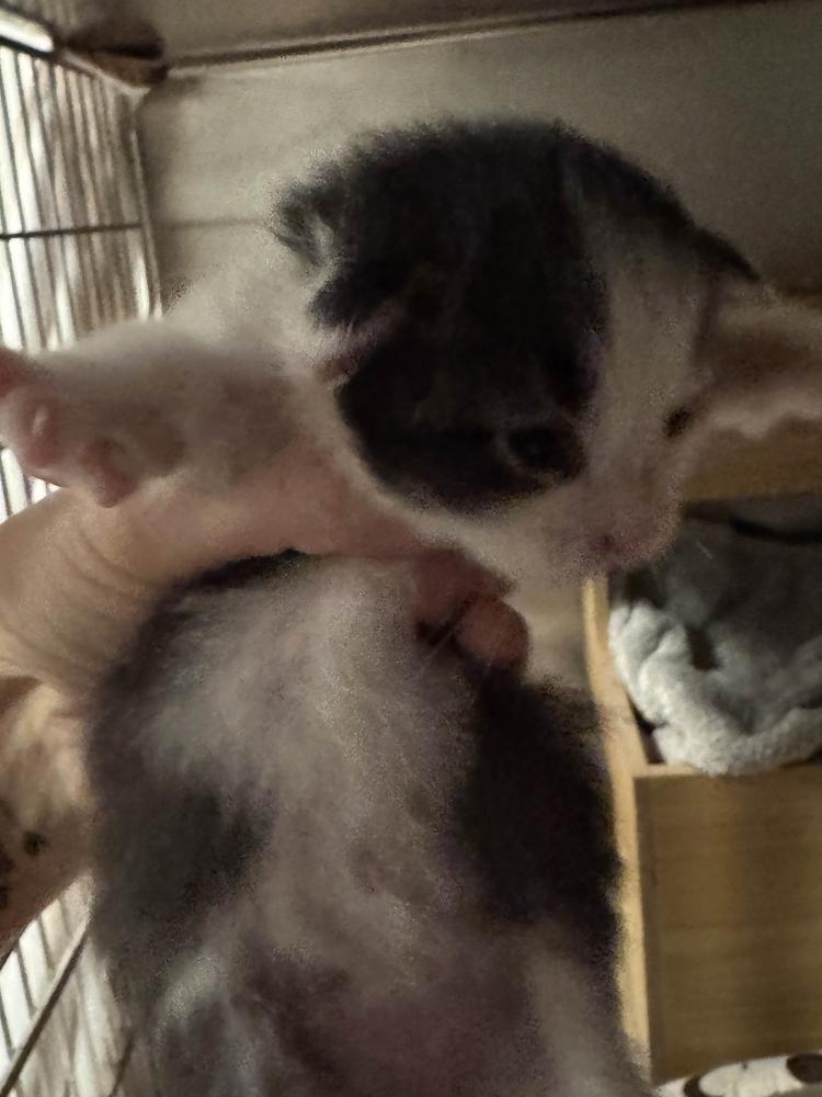 Enlarge Jimmy, a Adoptable mixed breed in Grand Rapids, MI image 2/5