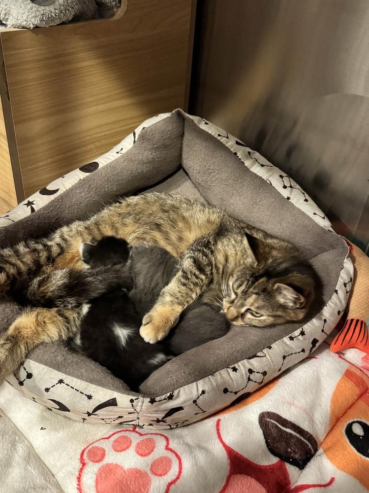 Enlarge Jimmy, a Adoptable mixed breed in Grand Rapids, MI image 3/5