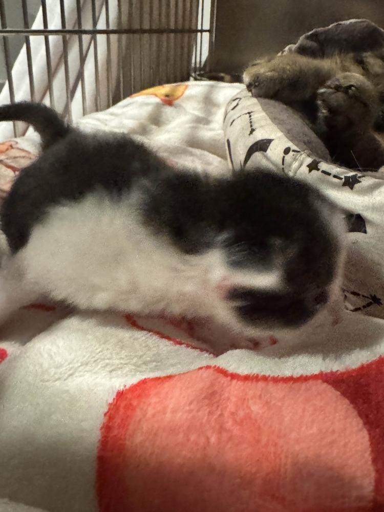 Enlarge Jimmy, a Adoptable mixed breed in Grand Rapids, MI image 5/5