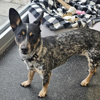 Enlarge Meadow, a Adoptable mixed breed in Scotia, NY image 1/3