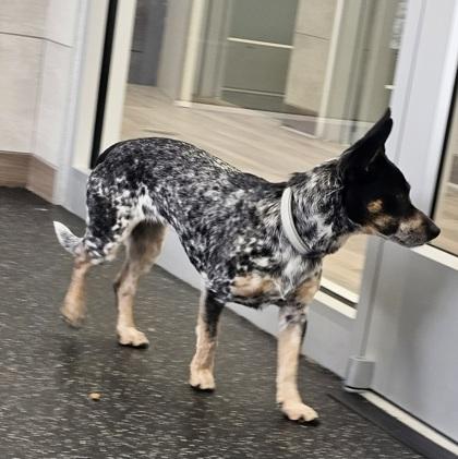 Enlarge Meadow, a Adoptable mixed breed in Scotia, NY image 2/3