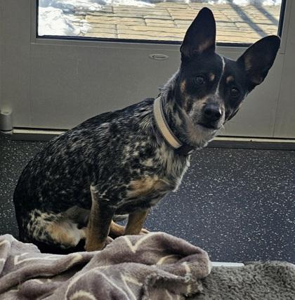 Enlarge Meadow, a Adoptable mixed breed in Scotia, NY image 3/3