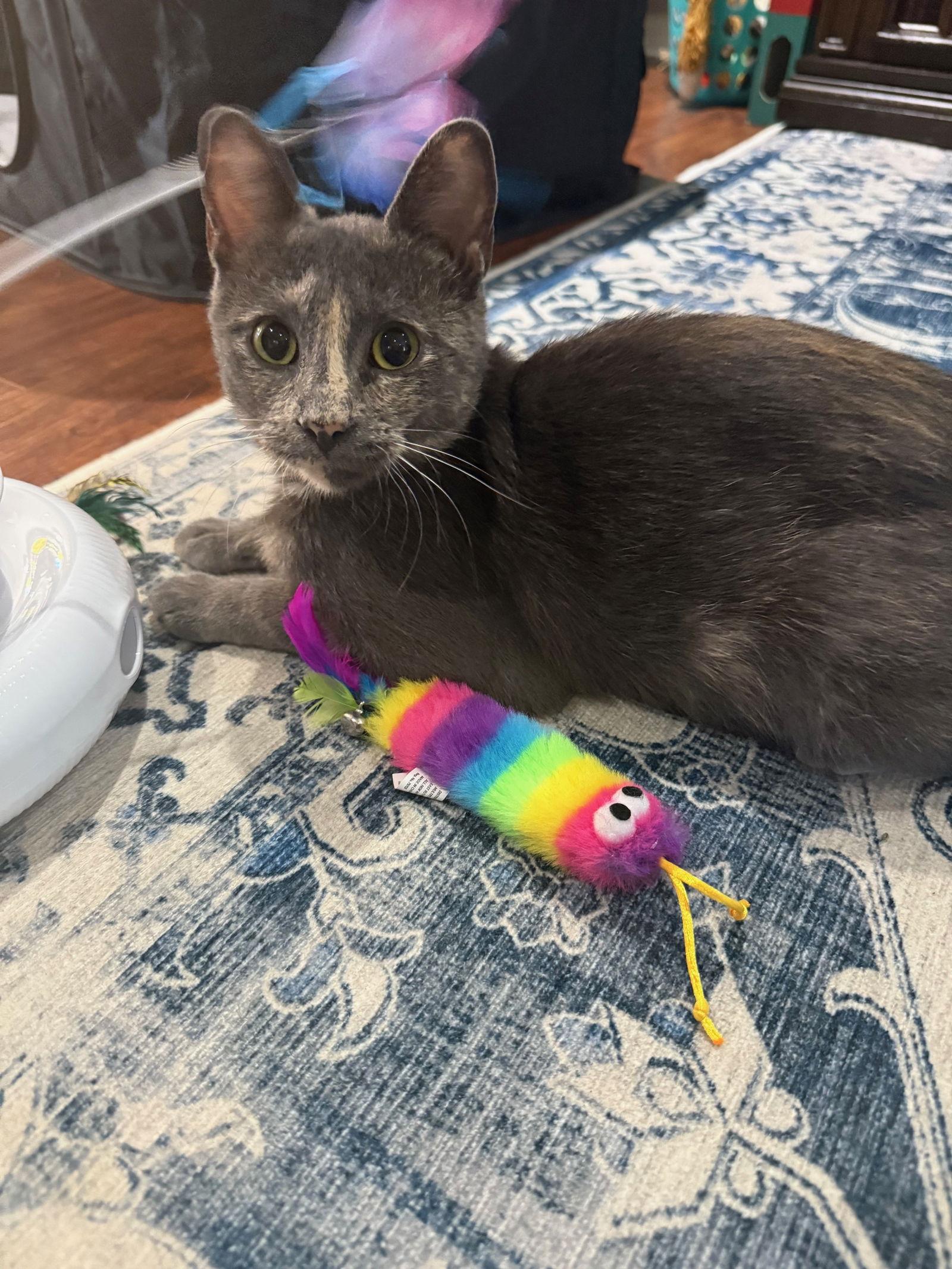 Tilly, Adoptable, Young Female Dilute Tortoiseshell.