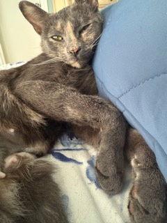 Enlarge Tilly, a Adoptable Dilute Tortoiseshell in Reston, VA image 2/3