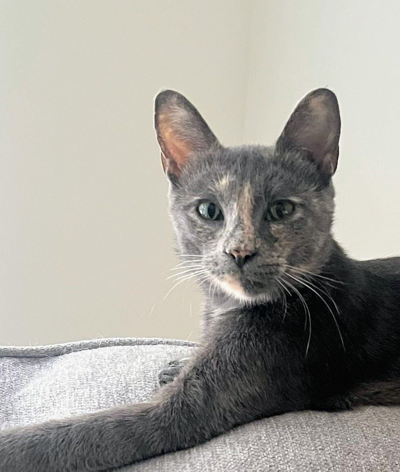 Enlarge Tilly, a Adoptable Dilute Tortoiseshell in Reston, VA image 2/3