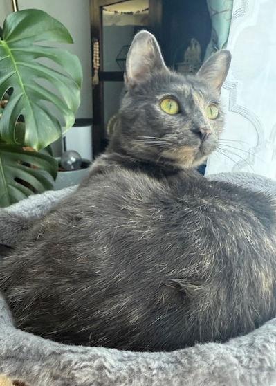 Enlarge Tilly, a Adoptable Dilute Tortoiseshell in Reston, VA image 3/3
