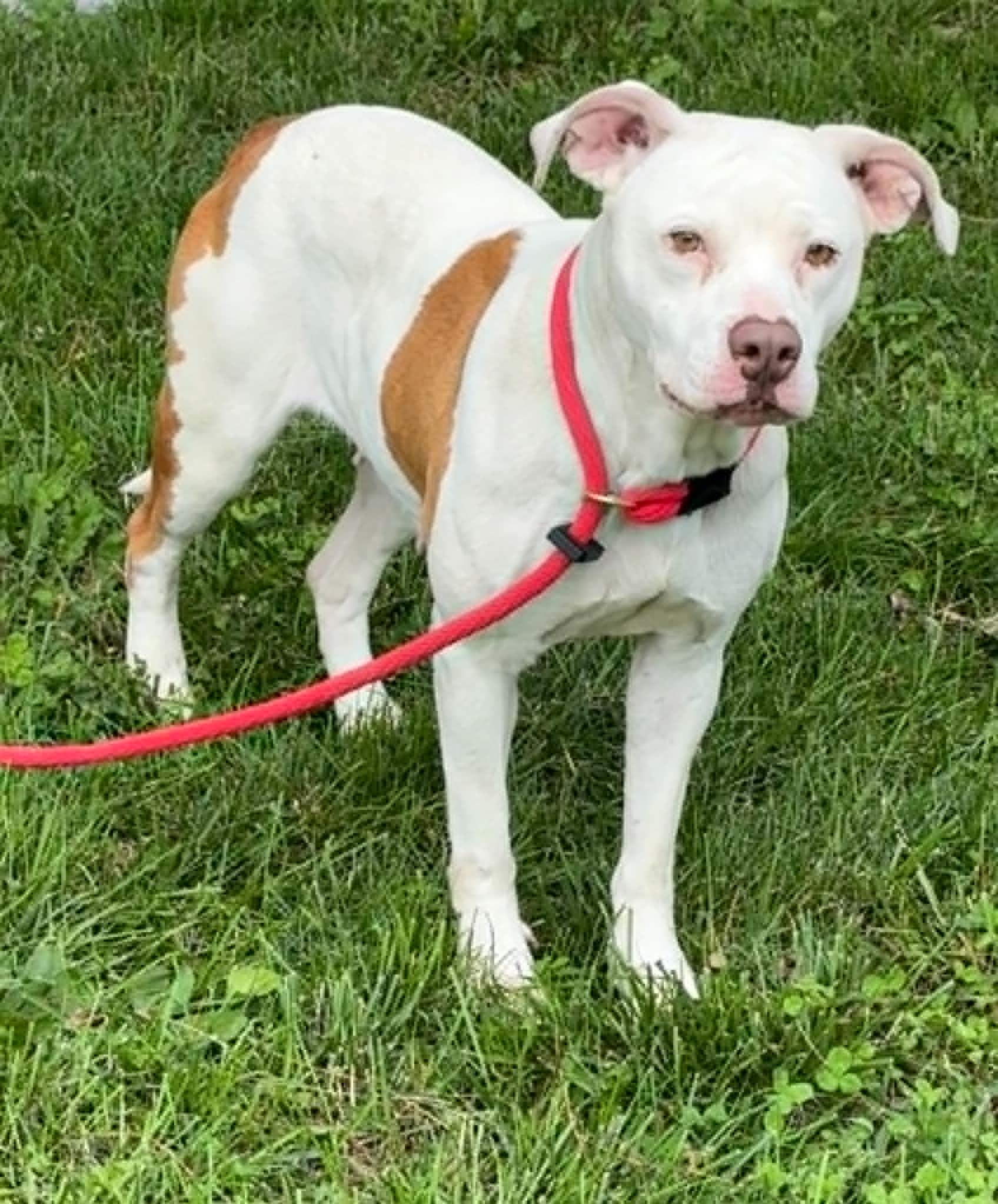 Enlarge Mandi, an adoptable mixed breed in Springfield, IL image 2/2