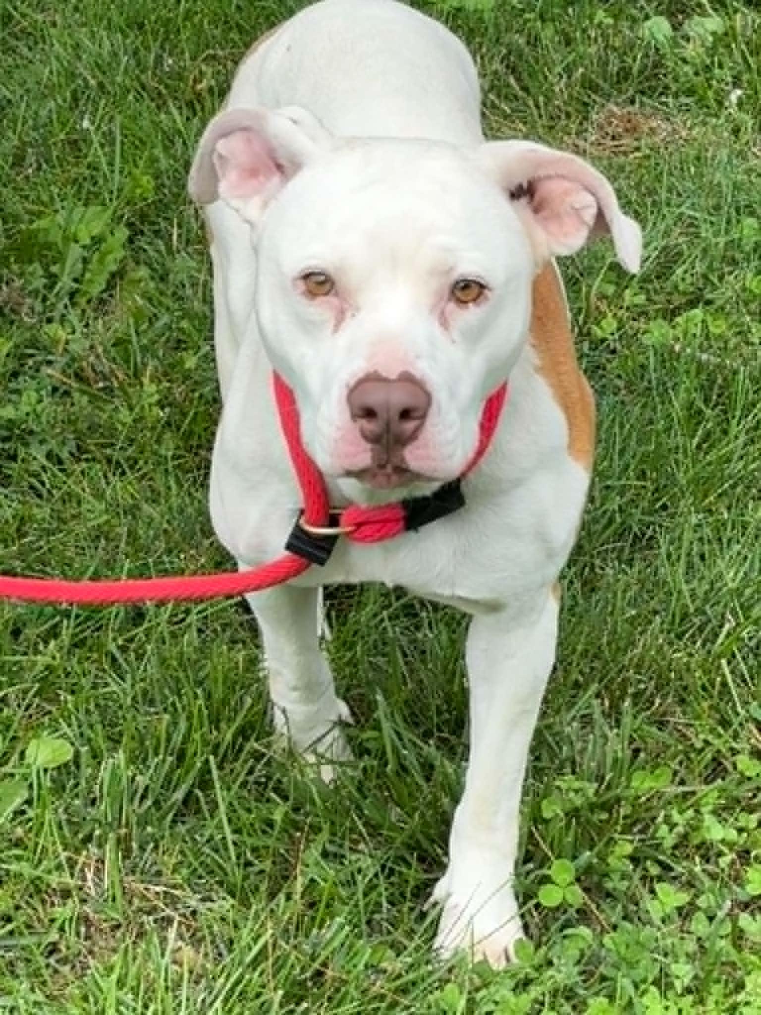 Enlarge Mandi, an adoptable mixed breed in Springfield, IL image 1/2