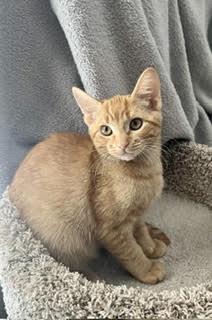 Quesillo, Adoptable, Young Male Domestic Short Hair.