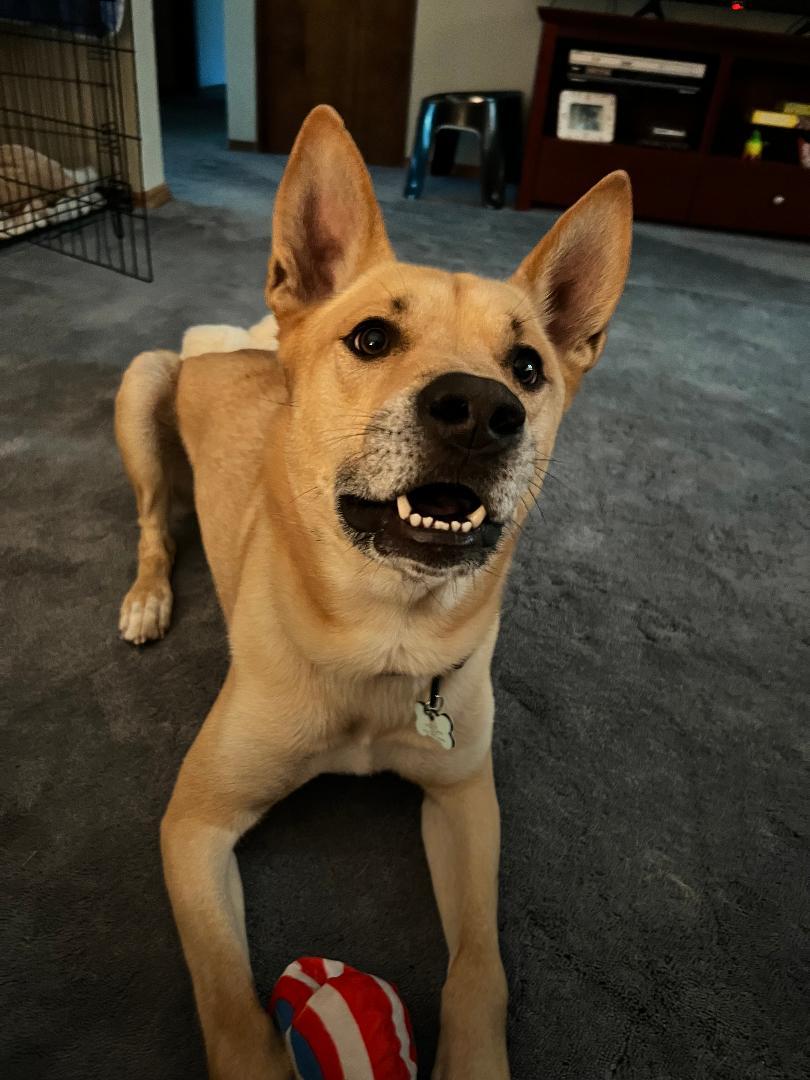 Enlarge Xavi, a ADOPTABLE mixed breed in Salem, OR image 2/4