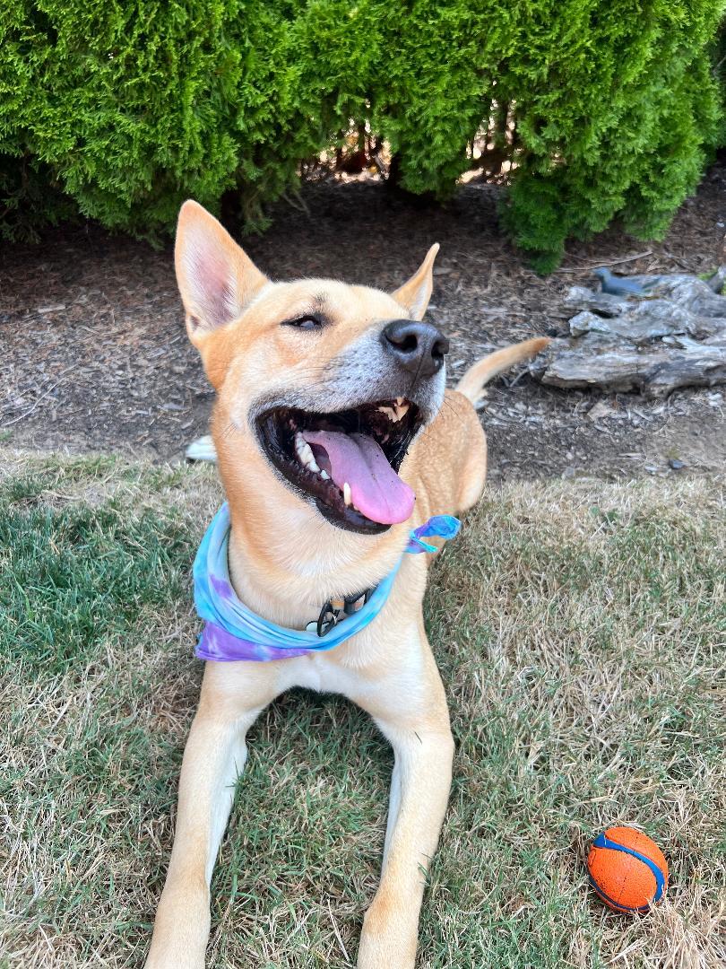 Xavi, ADOPTABLE, Adult Male Husky.