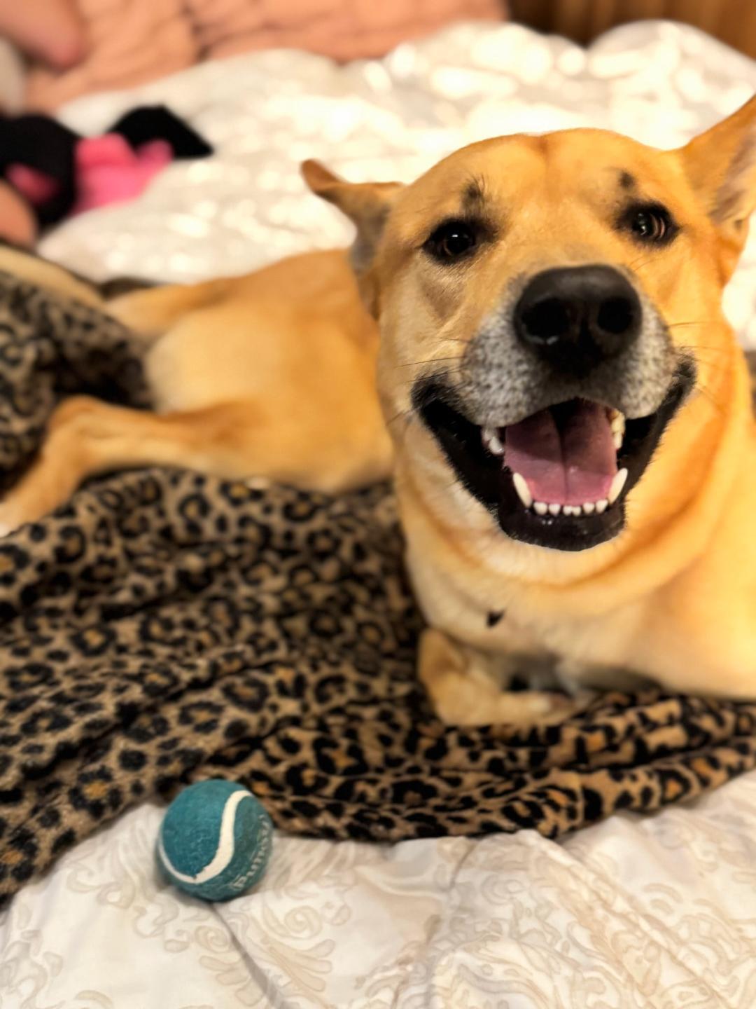 Enlarge Xavi, a ADOPTABLE mixed breed in Salem, OR image 3/4