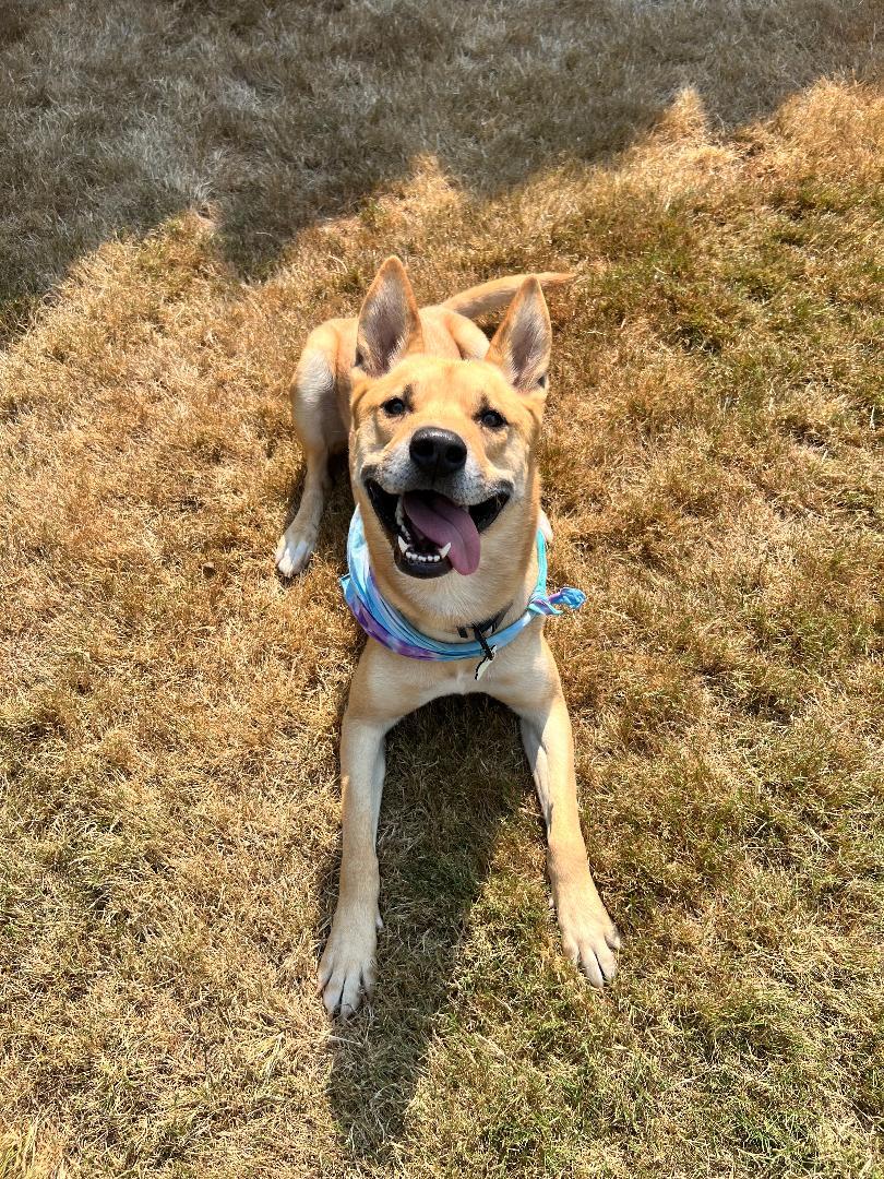 Enlarge Xavi, a ADOPTABLE mixed breed in Salem, OR image 4/4