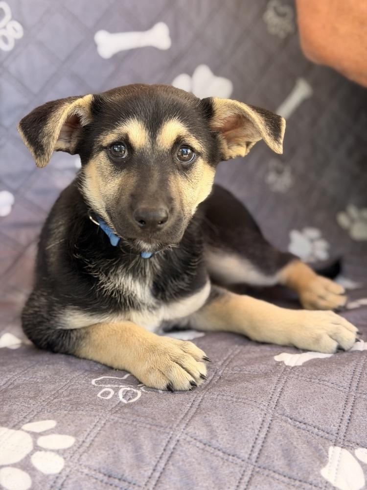 Enlarge Raj, a Adoptable mixed breed in Pleasant Hill, CA image 1/6