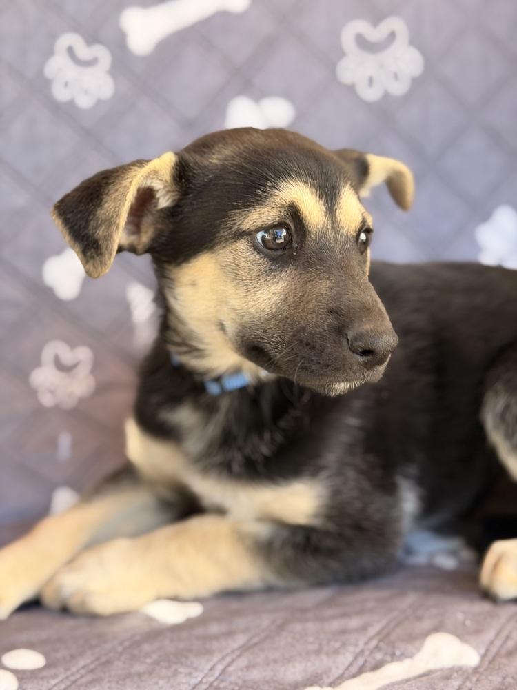 Enlarge Raj, a Adoptable mixed breed in Pleasant Hill, CA image 2/6