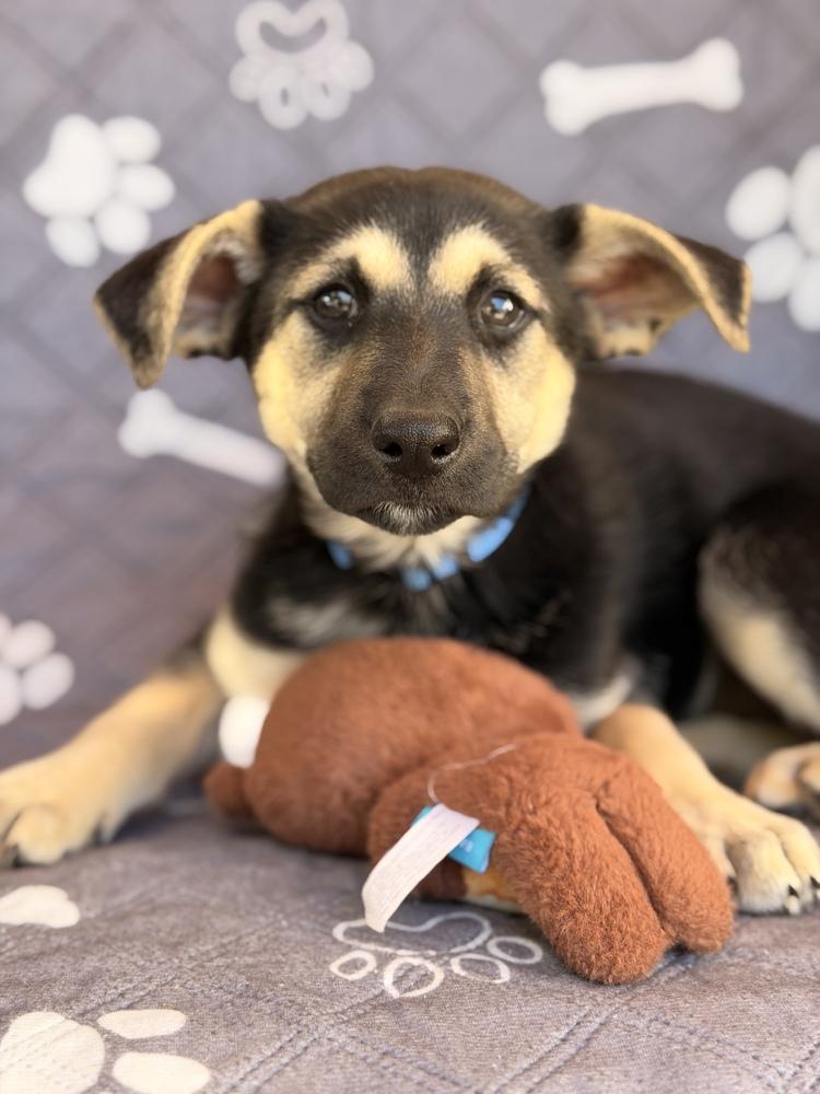 Enlarge Raj, a Adoptable mixed breed in Pleasant Hill, CA image 3/6