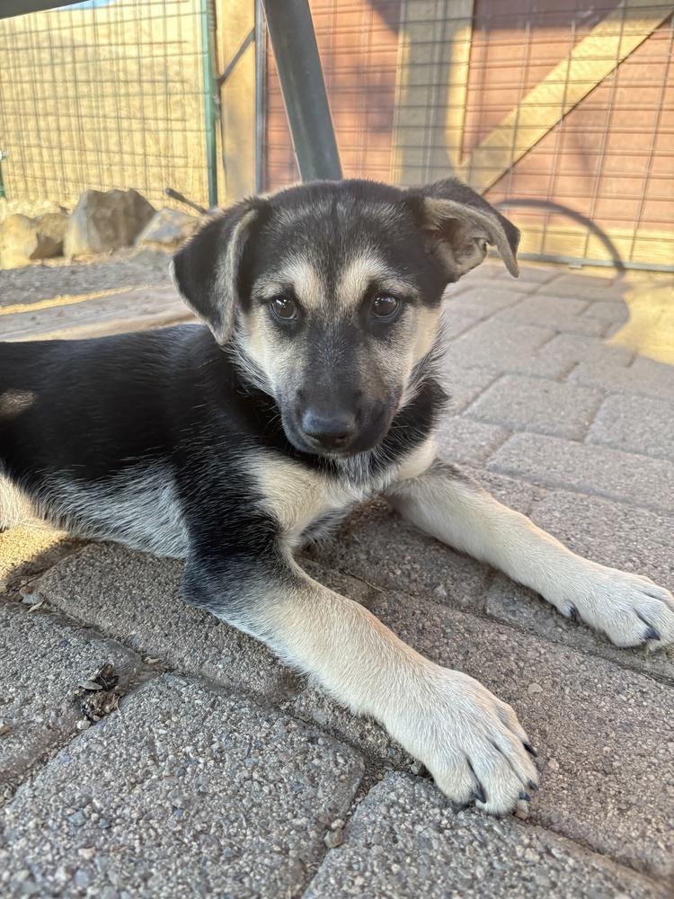 Enlarge Raj, a Adoptable mixed breed in Pleasant Hill, CA image 5/6